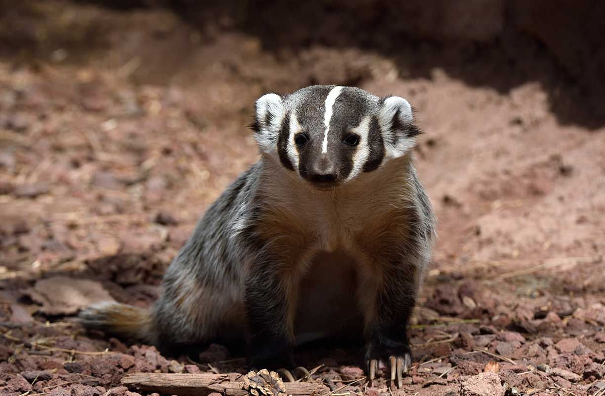 badger-removal-in-tucson-wildlife-animal-control-animal-experts