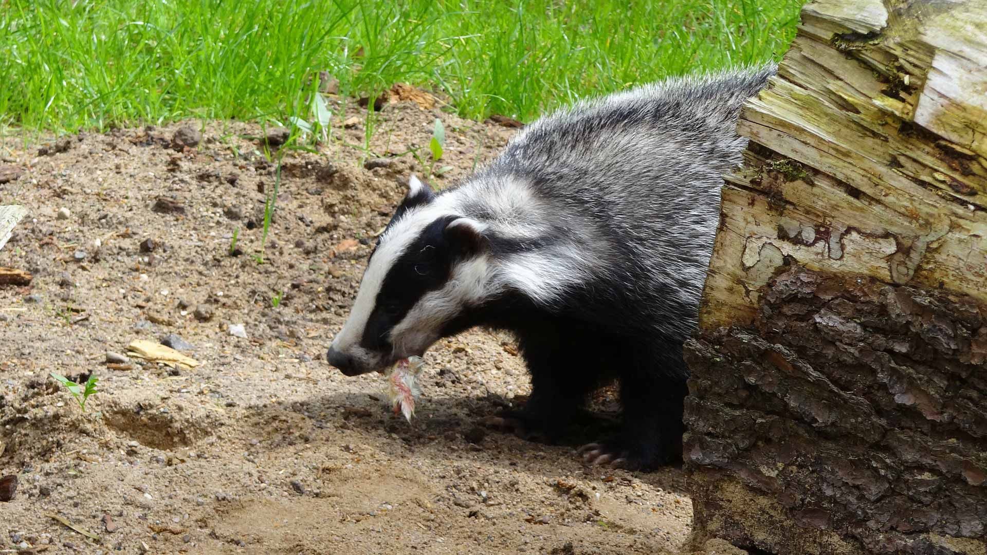 Badger Removal in Tucson | Wildlife Animal Control | Animal Experts