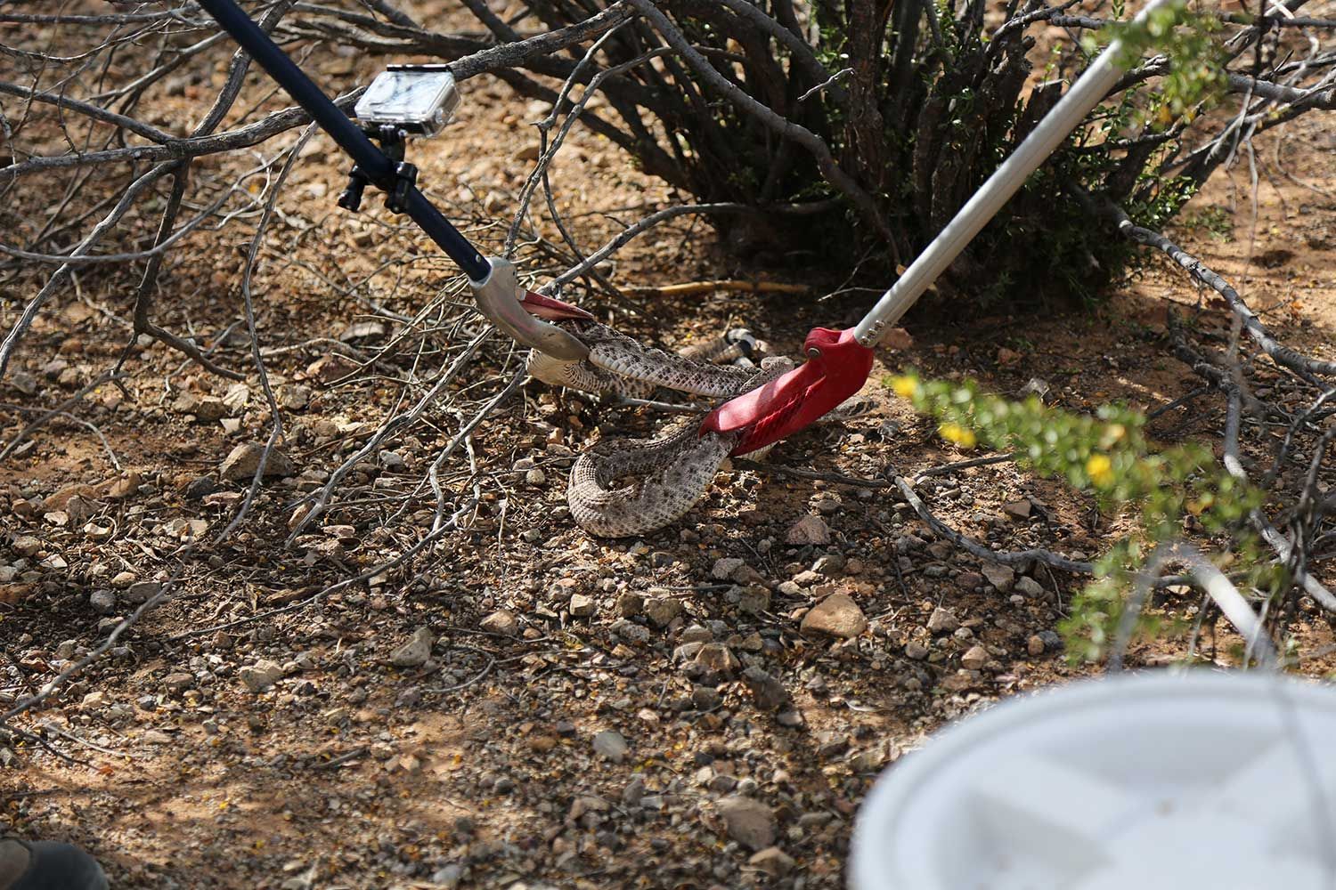 Snake Removal in Tucson, AZ Animal Experts Inc.