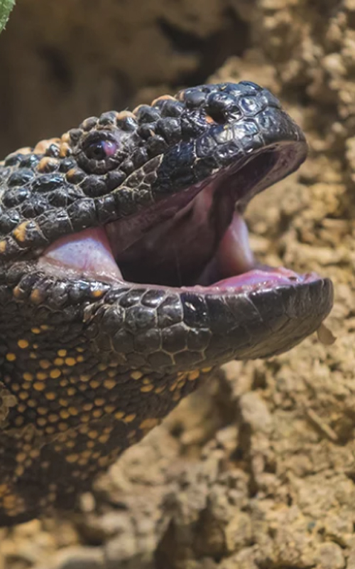 Gila Monster