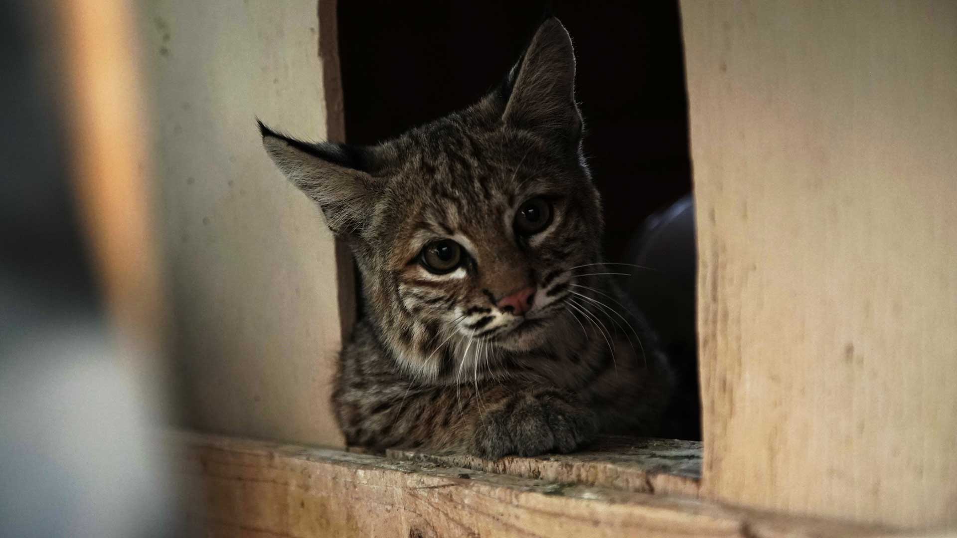 Closeup of bobcat