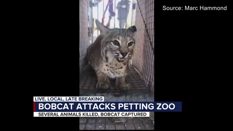 Bobcat relocated after it kills dozens of animals at Tucson petting zoo