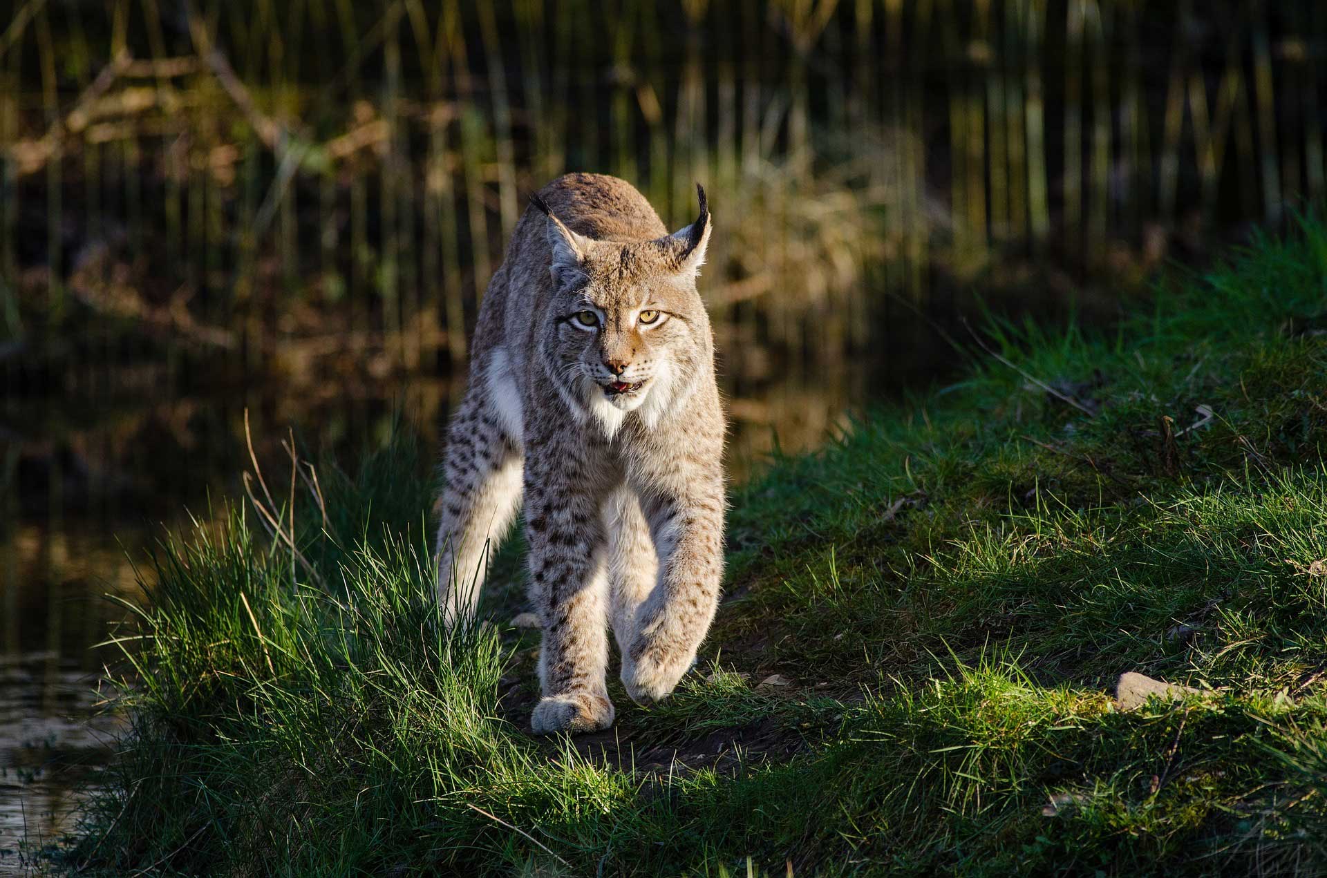 Animal walking through woods