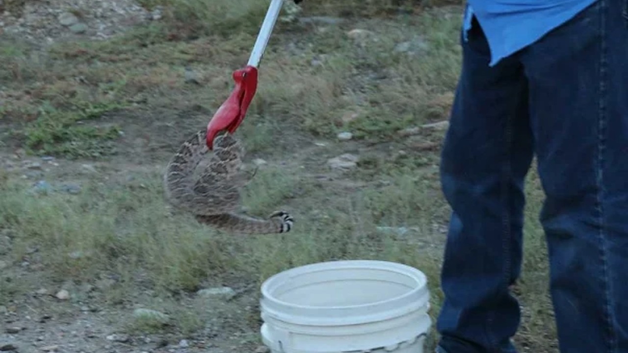 Animal Experts captures a rattlesnake found outdoors