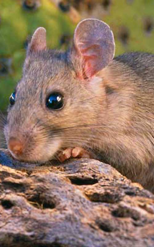 Pack Rat Removal