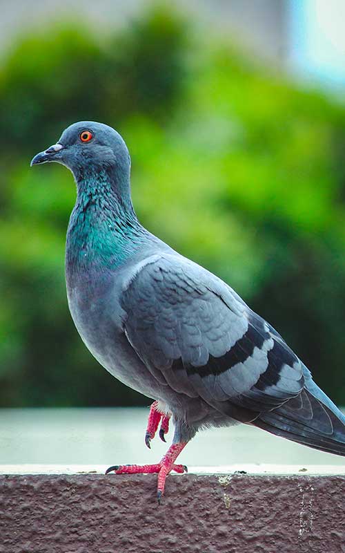 Pigeons