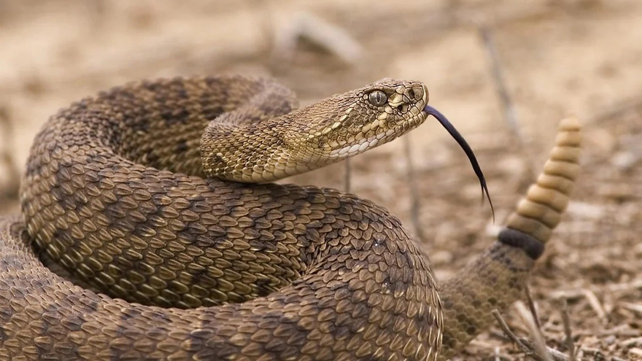 A close view of a rattlesnake, the animal the barrier is designed to exclude