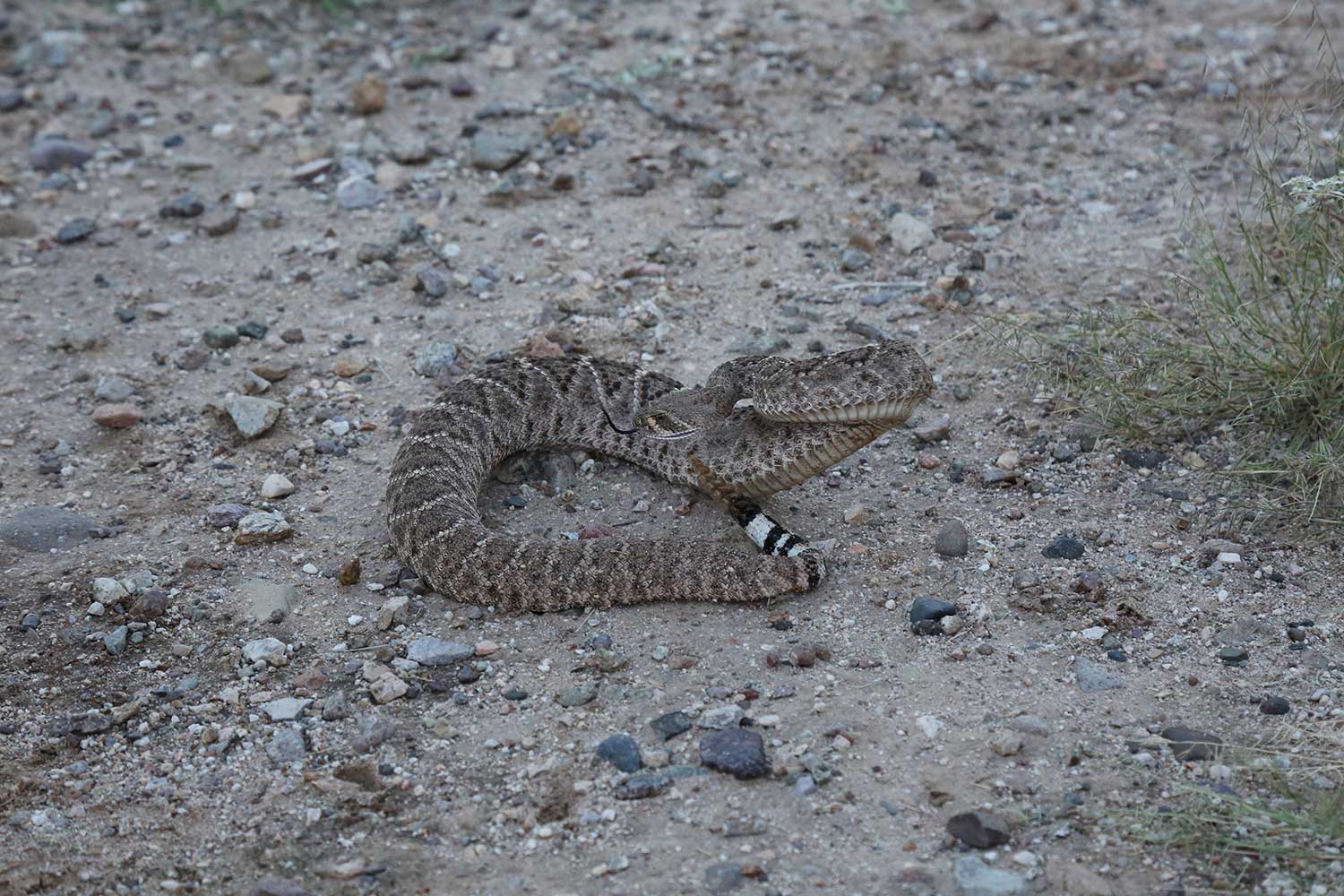 Snake in wild