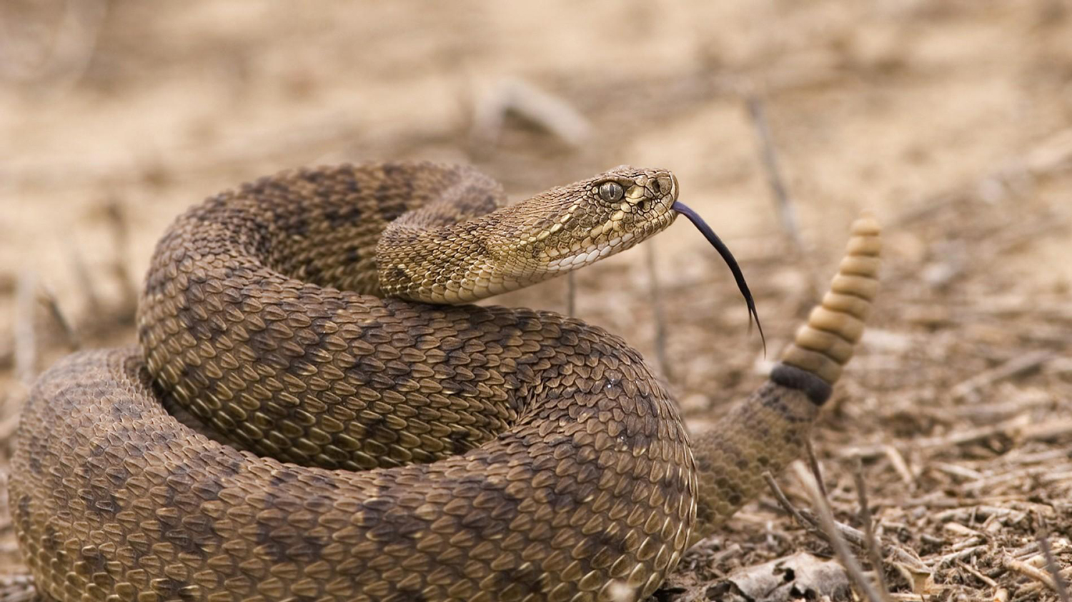 Snake profile