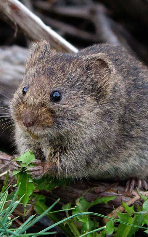 Rodent Removal