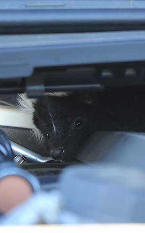 Skunk