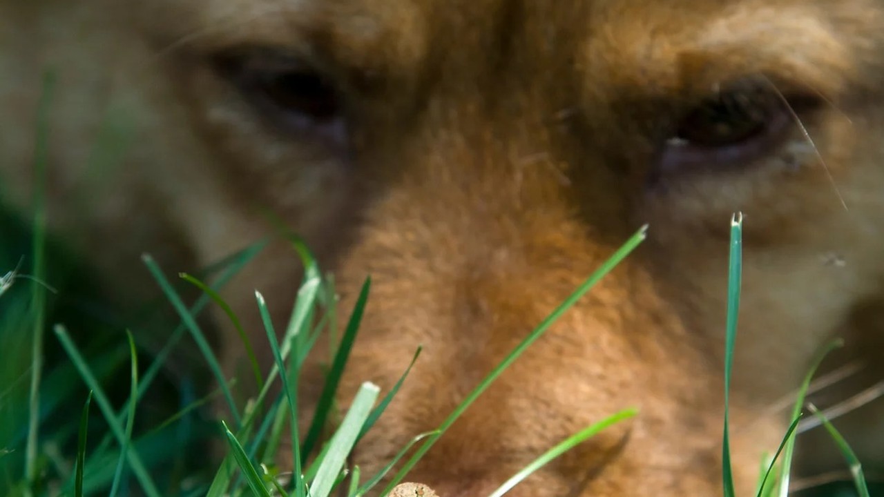 Avoidance training teaches dogs to keep their distance from Sonoran Desert toads