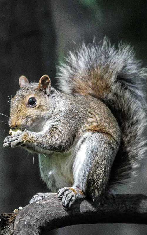 Squirrel Removal