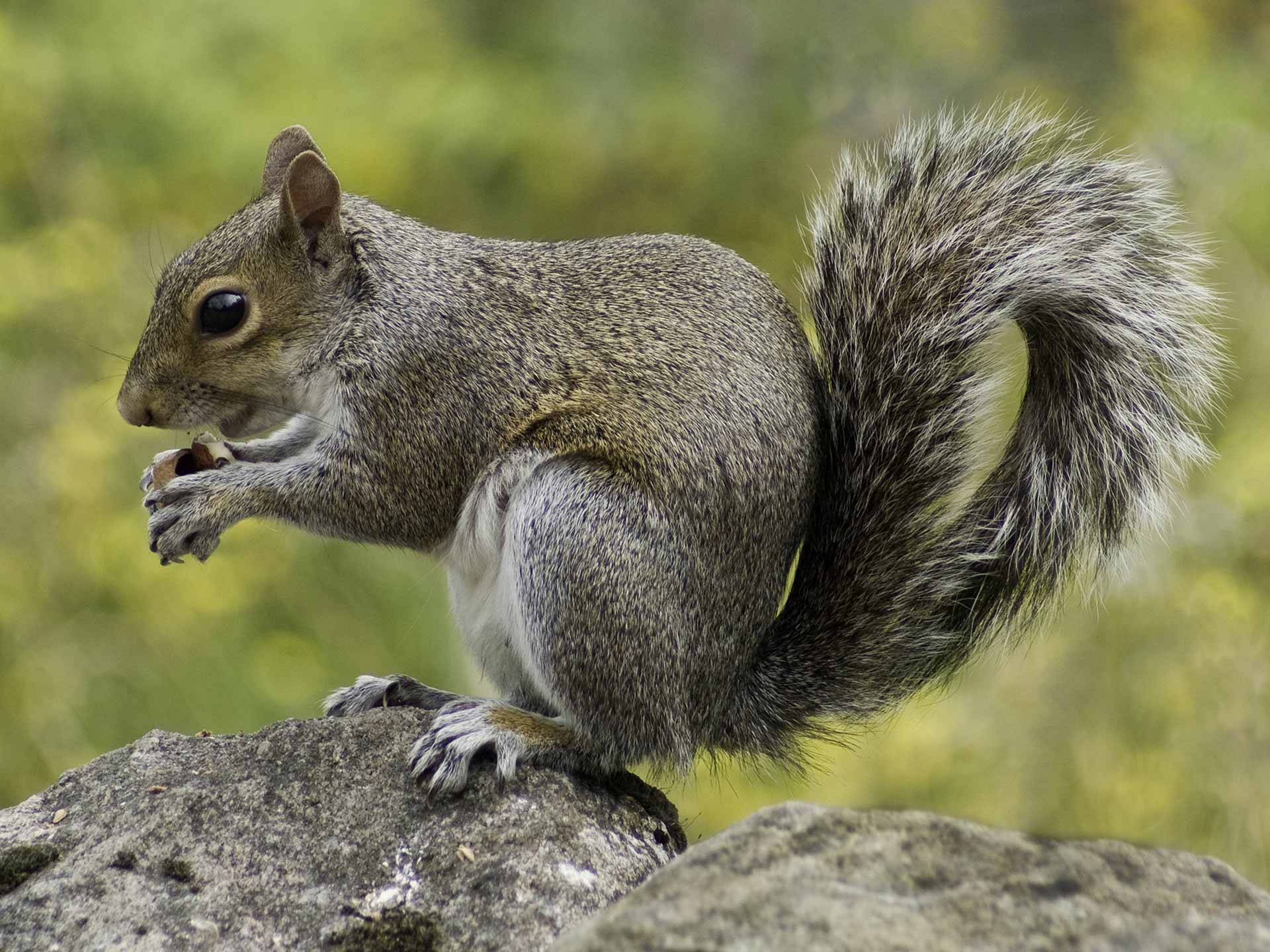 Squirrel Eating