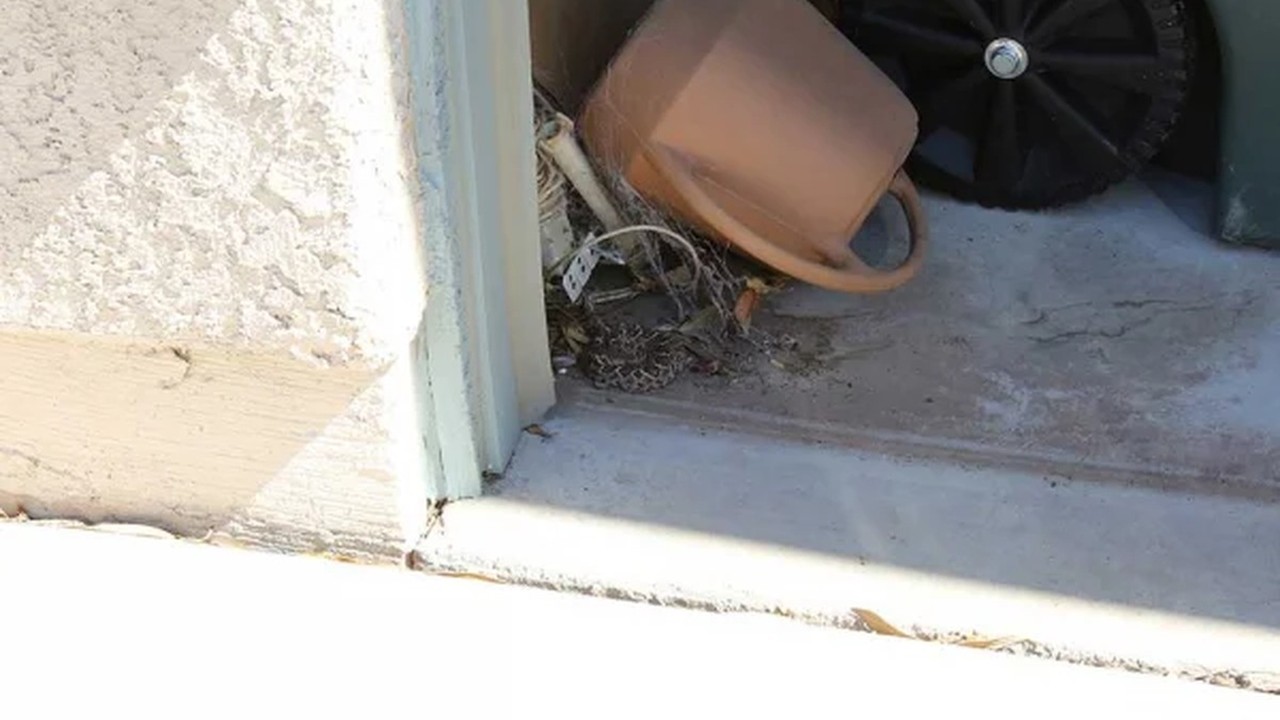 A rattlesnake found in a Tucson garage