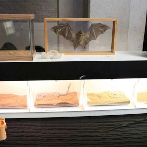 Animal Exhibit