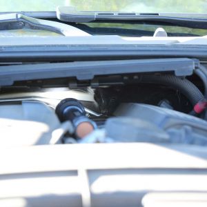 a skunk in a car