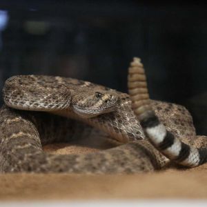 Coiled Snake