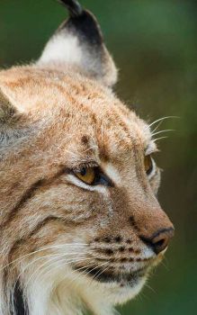 Bobcat Profile